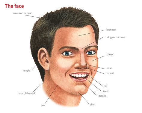 cheek body part.